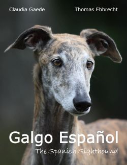 Galgo Español - The Spanish Sighthound